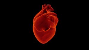 Amikor a beteg élete a tét, avagy sikerek a magyar szívtranszplantáció területén